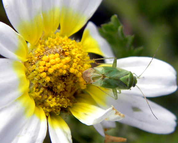 identificazione miridi